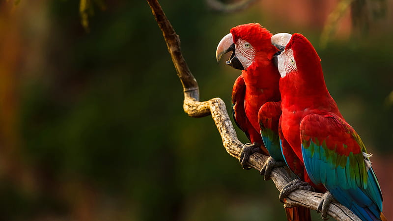 Red and Green Macaw: