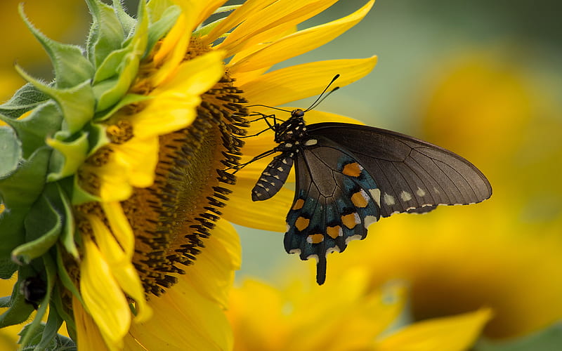Animal, Butterfly, Sunflower, HD wallpaper