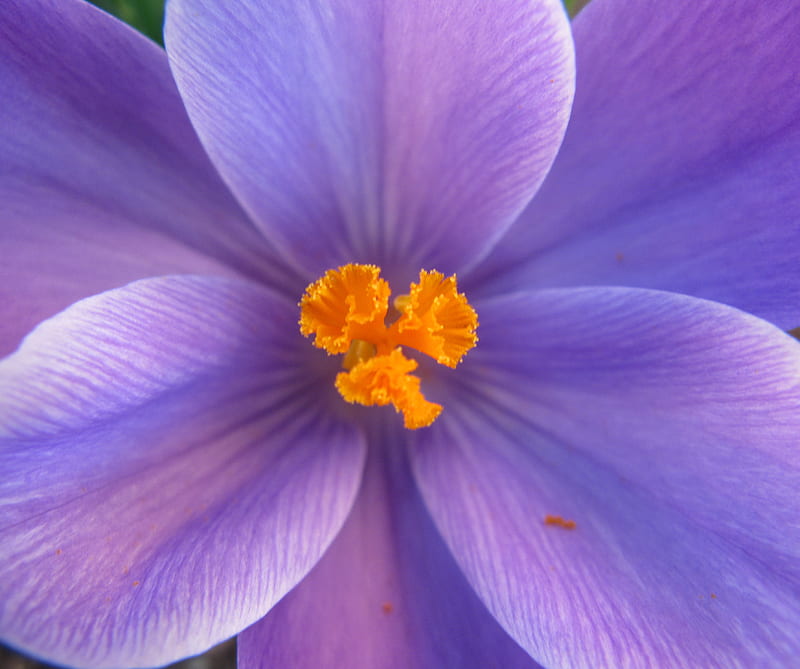 Violet Crocus, bloom, color, flower, orange, spring, symmetry, HD wallpaper