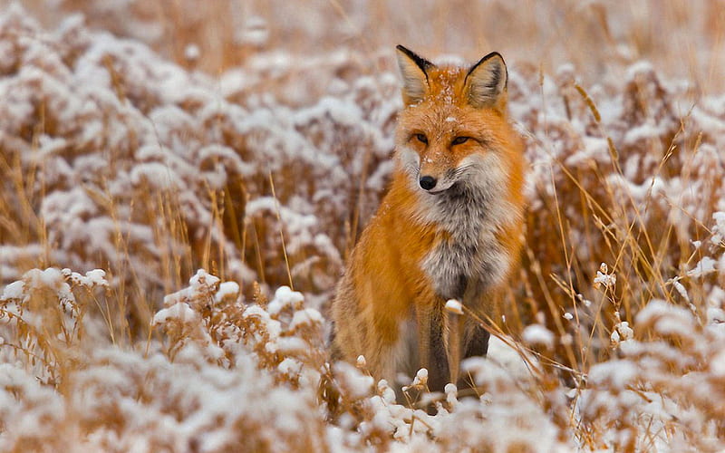 Red fox, animal, fur, nature, snow, HD phone wallpaper