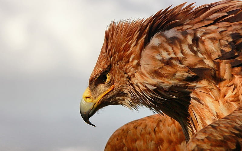 Eagle ***, brown, eagle, birds, color, animals, HD wallpaper | Peakpx
