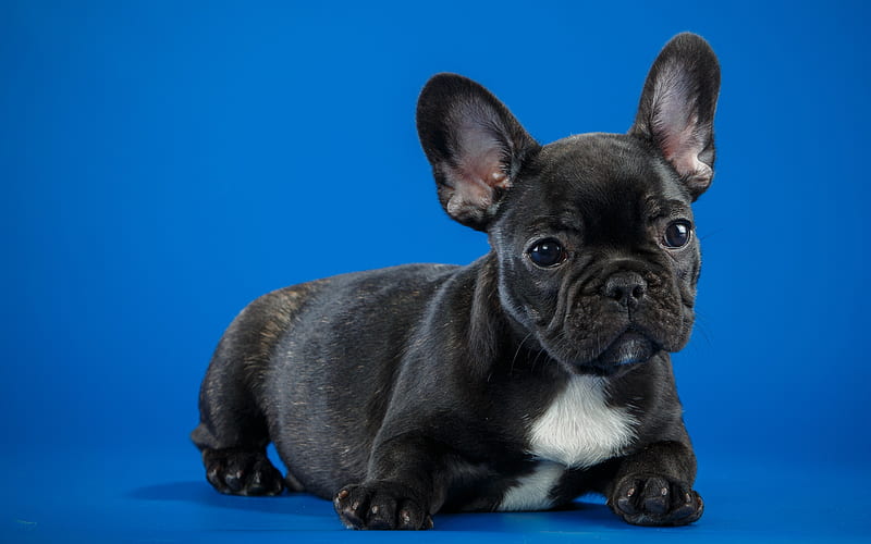Black French Bulldog Cute Puppy, french-bull-dog, bull-dog, dogs, animals, HD wallpaper