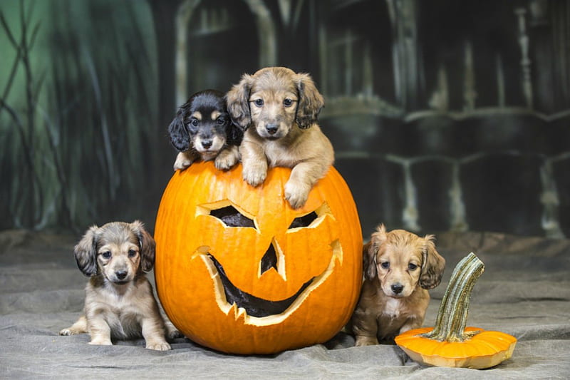 Halloween Puppies, Fall, puppies, jack o lantern, pumpkin, Halloween, Autumn, dogs, HD wallpaper