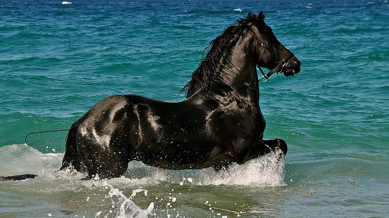 Black Horse On Sea Water Horse, HD wallpaper