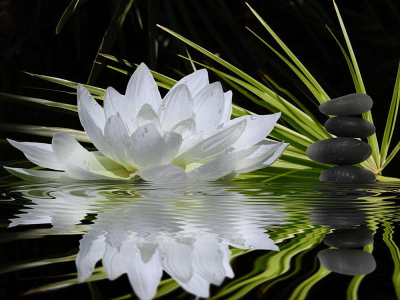 White Lily, lotus, stems, black, blance, stones, bokeh, water, flower, lily, nature, reflection, white, flat, harmony, HD wallpaper