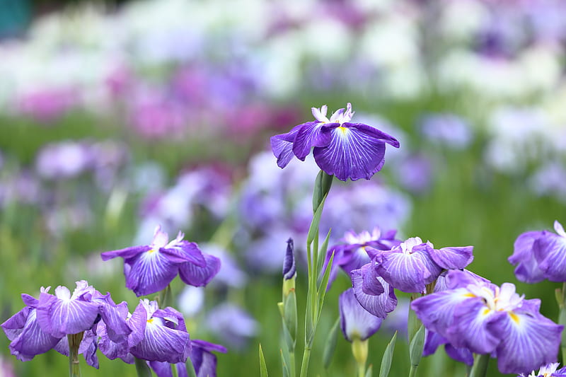 Flores, iris, flor, macro, flor morada, Fondo de pantalla HD | Peakpx