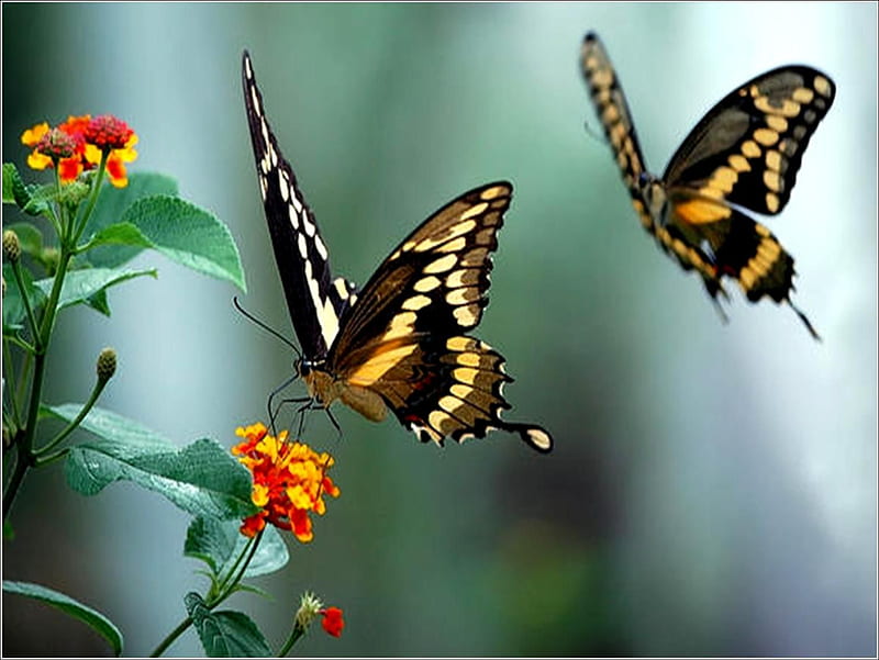 Flying Butterflyes, flowers, butterflyies, animals, flying, HD wallpaper