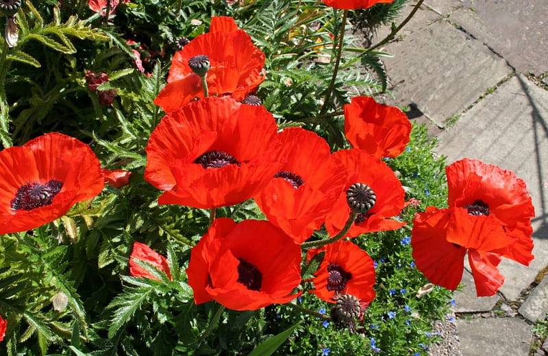 Poppies, red, plants, blossoms, garden, spring, HD wallpaper