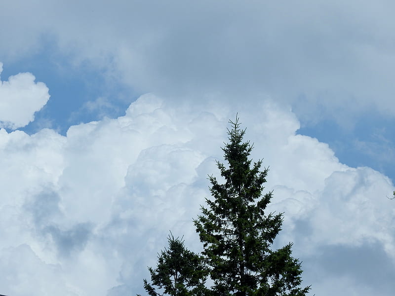 Clouds Beyond The Tree Top, Sky, Clouds, Tree, graphy, Nature, HD wallpaper