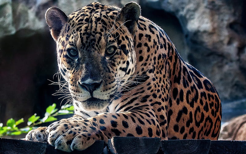 leopard, wild cat, predator, wildlife, HD wallpaper
