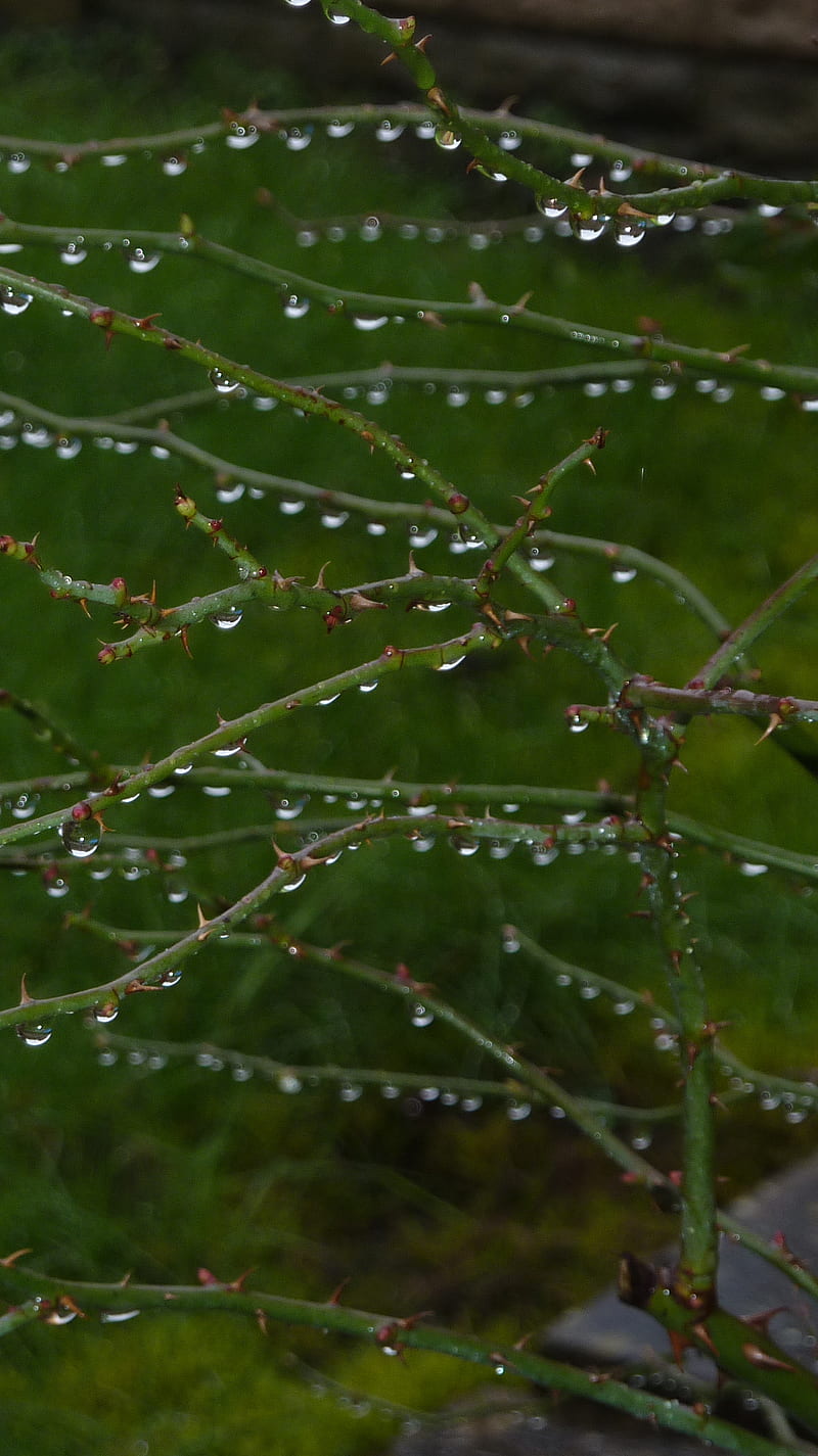 Rain Drops, dew, droplets, nature, raindrops, water, weather, HD phone wallpaper