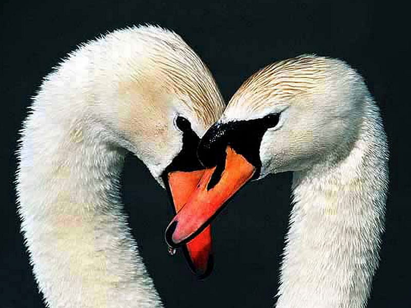 For life, birds, white, swans, pair, HD wallpaper