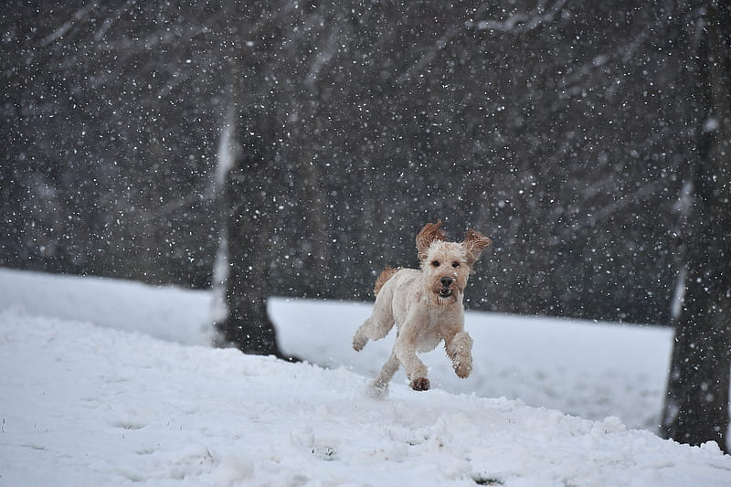 Dog Running In A Snow, dogs, animals, HD wallpaper