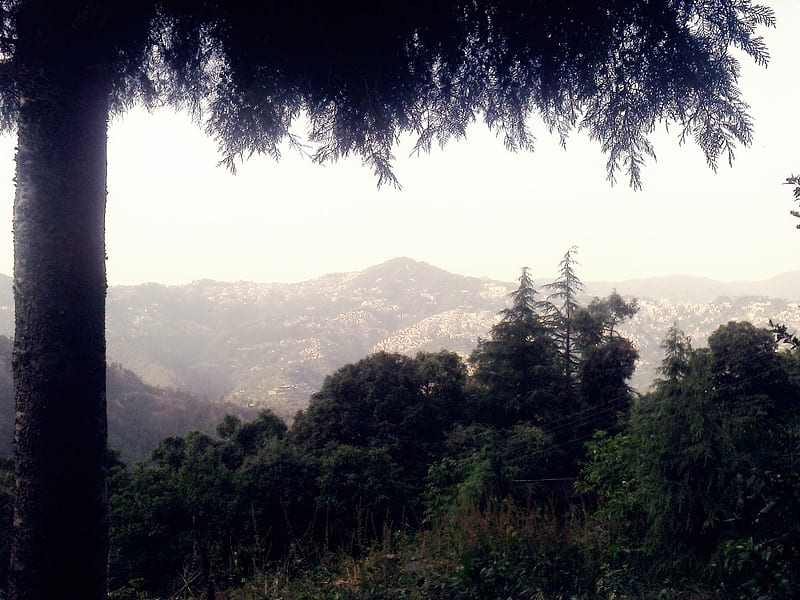 shimla, nature, trees jungle, HD wallpaper
