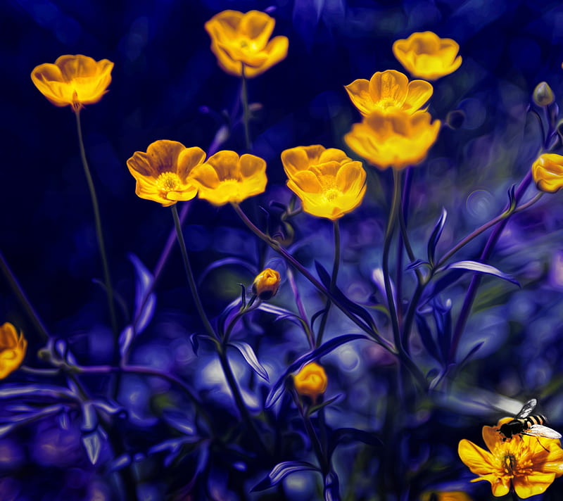 Buttercups, blue, flowers, nature, yellow, HD wallpaper