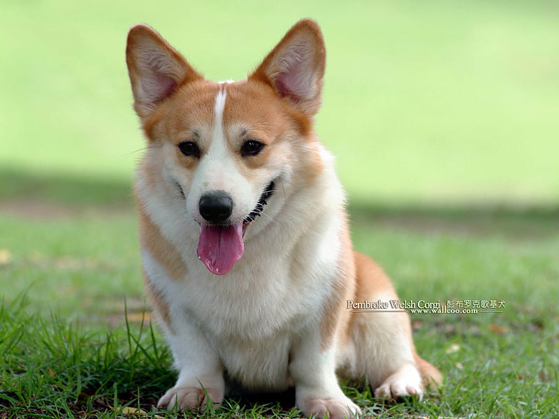 Pembroke Welsh Corgi, corgi, animals, dogs, HD wallpaper