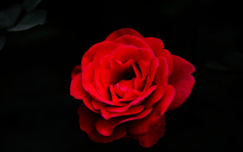 Beautiful red rose, red, flowers, petals, rose, HD wallpaper | Peakpx