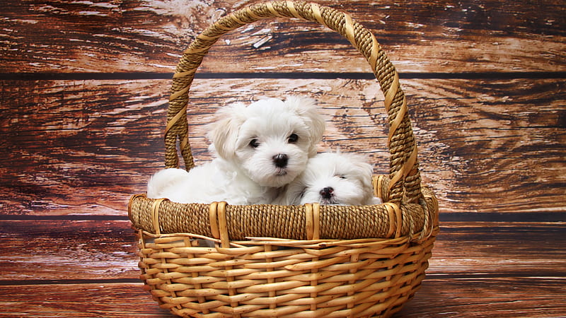 dog, dogs, basket, malteses, maltese, white, lapdog, HD wallpaper