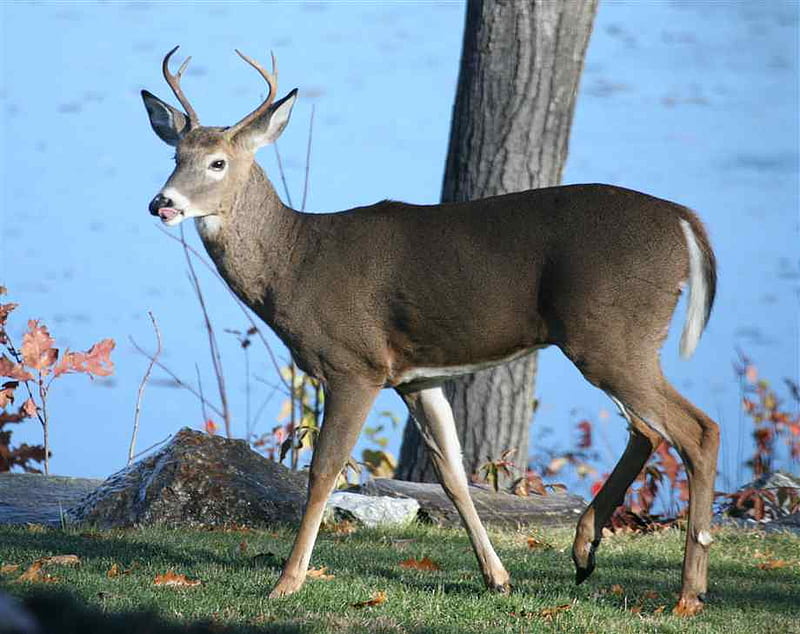 the White-Tailed Deer, bucks, doe, red deer, key deer, deer, HD wallpaper