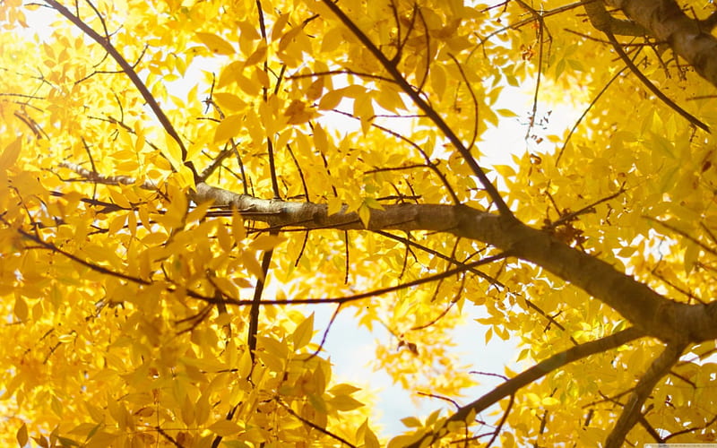 1080P free download | Yellow Autumn Tree, autumn, tree, limbs, leaves