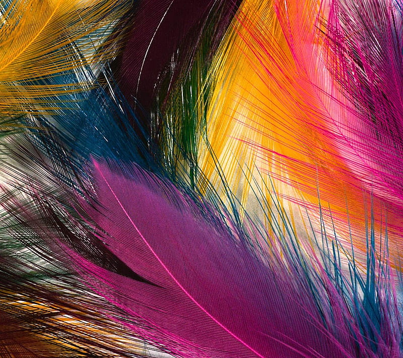 Feathers, abstract, color, nice, HD wallpaper