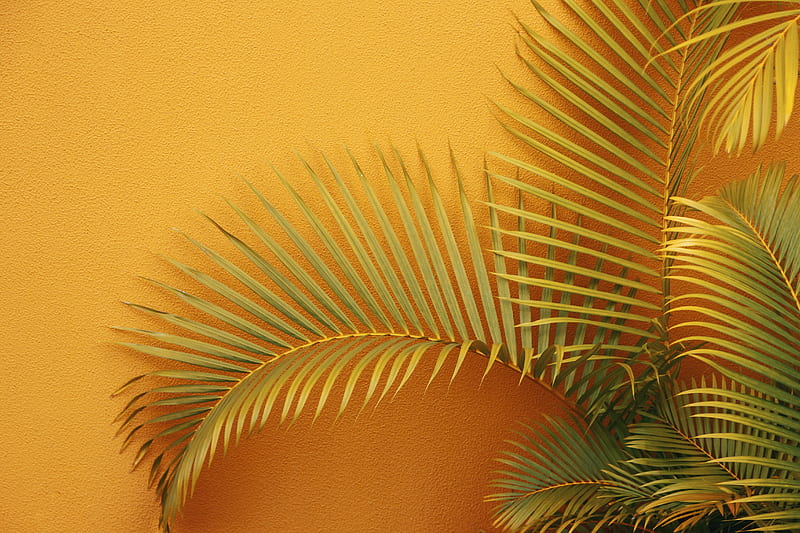 palm, branches, plant, wall, orange, HD wallpaper