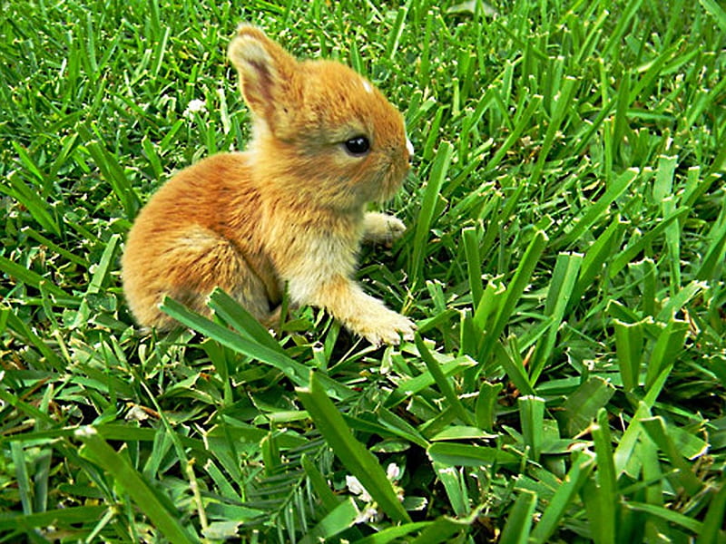 Bunny in the grass, green, orange, fur, ginger, HD wallpaper