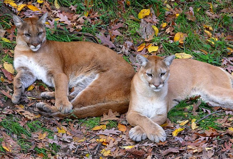 Leones de montaña, lindo, leones de montaña, Fondo de pantalla HD | Peakpx