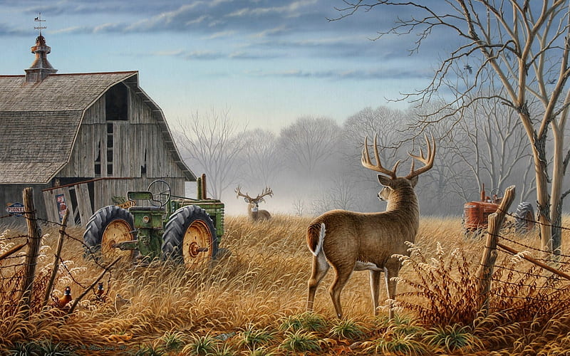 whitetail deer, farm, barn, stags, deer, tractors, HD wallpaper