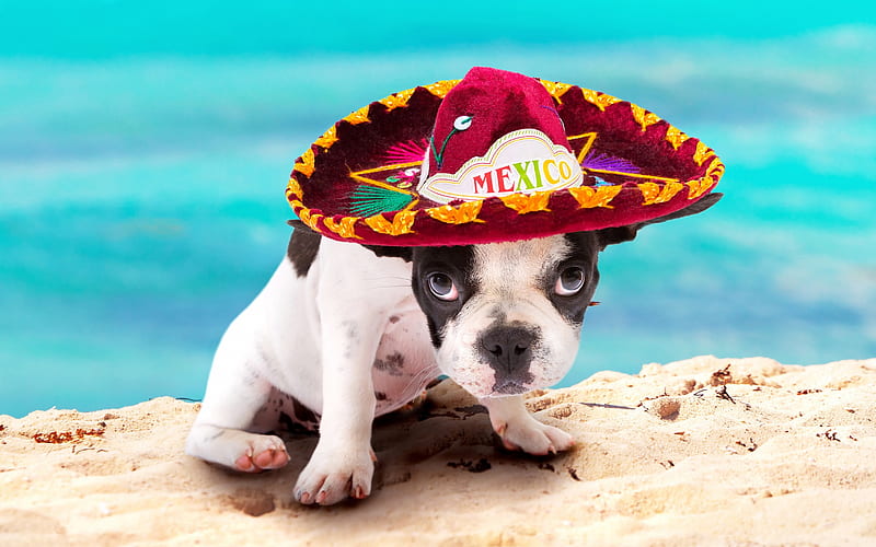 French Bulldog, small puppy, Mexican red hat, small dog, white black puppy, cute animals, Mexico, HD wallpaper