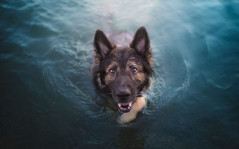 German Shepherd pets, swimming dog, lake, cute animals, dogs, German Shepherd Dog, HD wallpaper