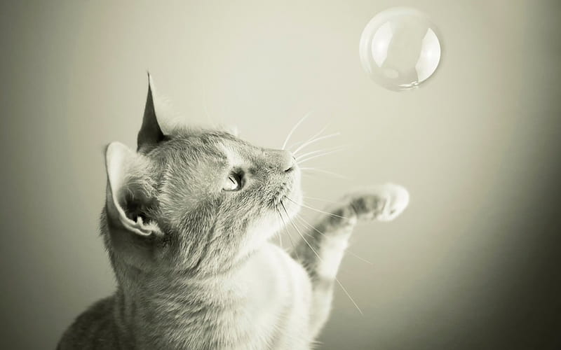 Cat and bubble, bubble, black, white, cat, animal, HD wallpaper | Peakpx