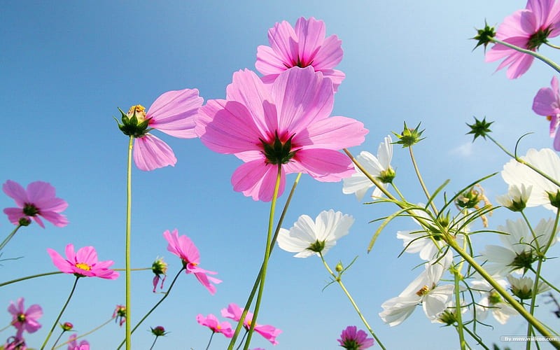 Autumn flowers-grass in the cosmos 01, HD wallpaper