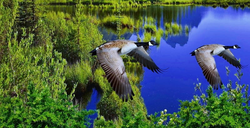 Wild Duck Flying, duck, reflection, trees, lake, animal, HD wallpaper
