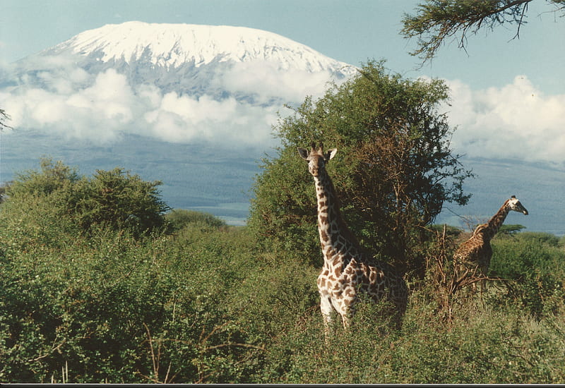 Very tall giraffe !, Kilimanjaro, Brushland, Tsavo East and West National Parks, Amboseli National Park, Kenya, giraffe, HD wallpaper