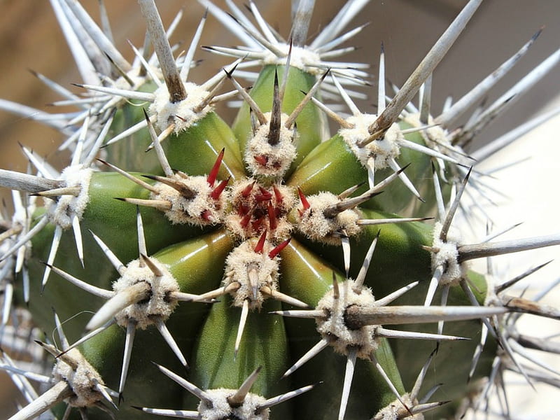 SPIKEY CACTUS, SPIKEY, CACTUS, PLANT, HD wallpaper