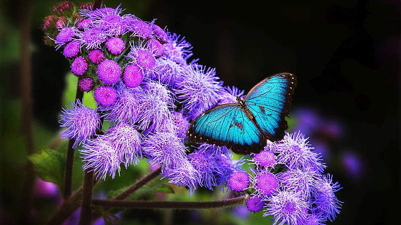 Blue Butterfly Is Sitting On Purple Flowers Butterfly, HD wallpaper