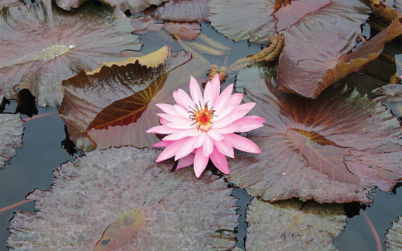 pink lotus-flowers graphy, HD wallpaper