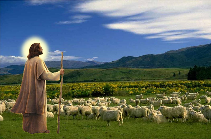 Caring the sheeps, christ, sheep, jesus, love, shepherd, HD wallpaper
