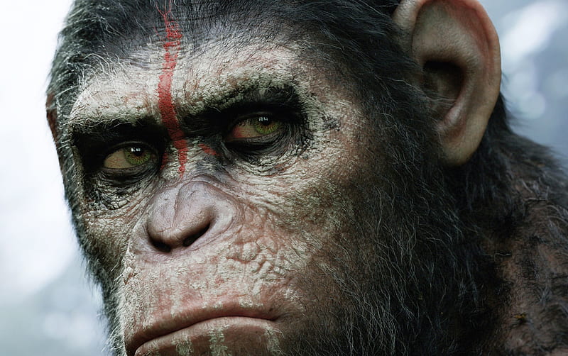 Dawn of the plant of the Apes, Caesar, Apes, Science Fiction, Movies, HD wallpaper