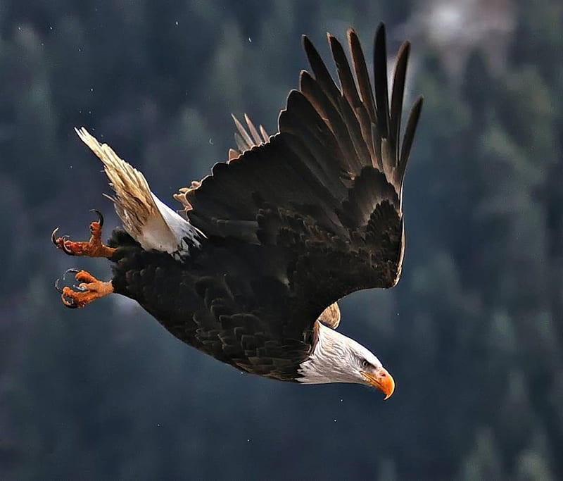 Bald Eagle Landing, landing, wings, bird, eagle, bald, animal, HD wallpaper