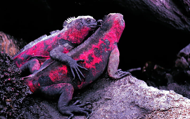 Love each other chameleon, HD wallpaper