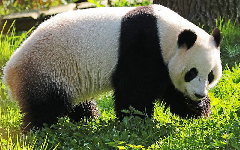 big panda, cute animals, bears, panda, green grass, HD wallpaper