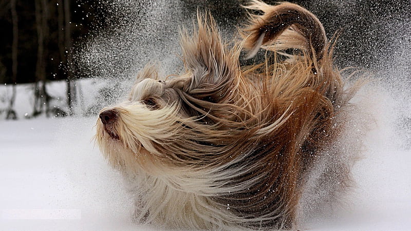 Shake it Off, cute, snow, shake, fluffy, long hair, dog, winter, HD wallpaper