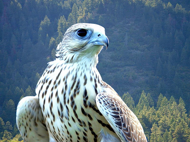 white falcon, bird, wild, nature, white, trees, animal, HD wallpaper
