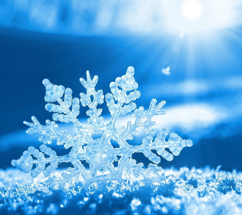 Snowflake, frozen, snow, winter, HD wallpaper
