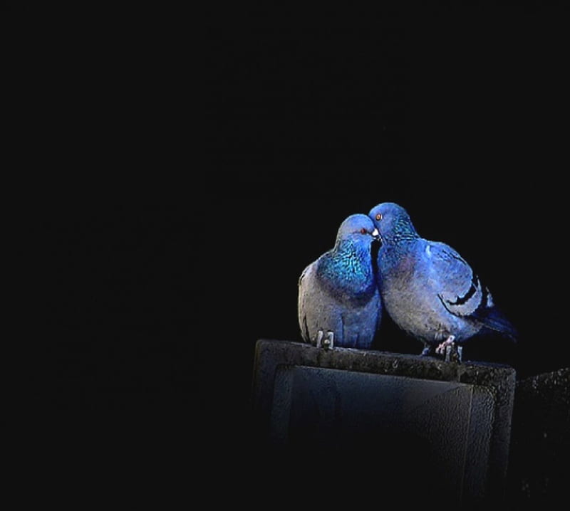 LOve birds, pigeon, color, romance, love, HD wallpaper