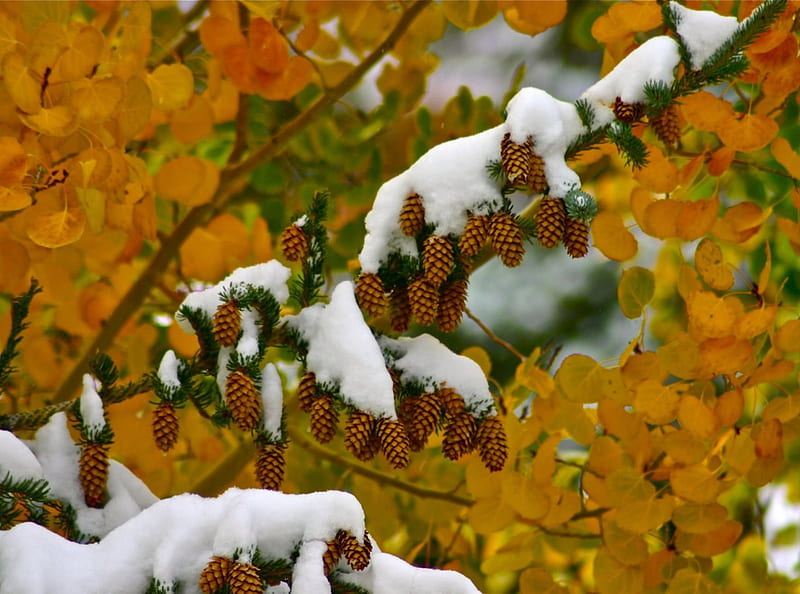 First snow fall, peste, toamna, venit, a, iarna, HD wallpaper
