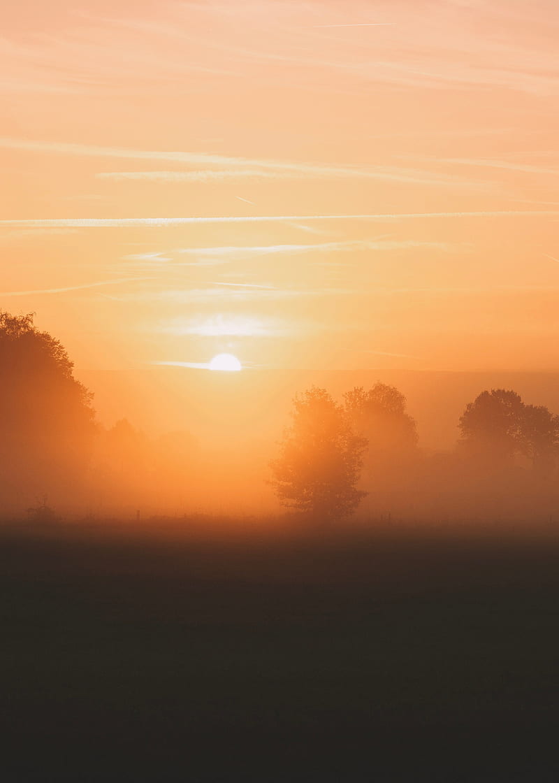 dawn, fog, morning, trees, sun, HD phone wallpaper