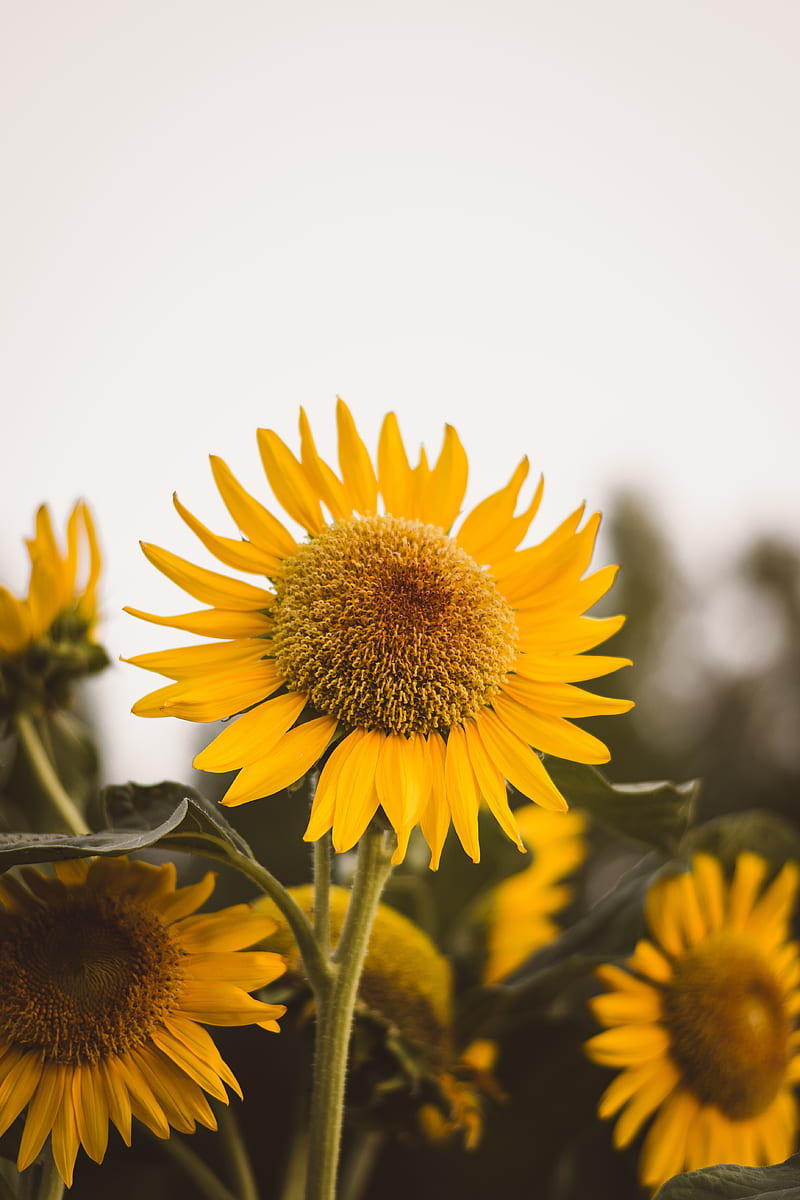 sunflower, flower, yellow, bloom, plant, HD phone wallpaper